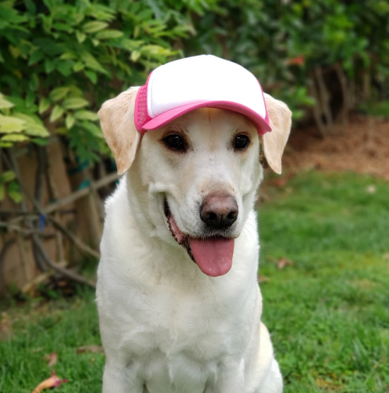 Dog Hats